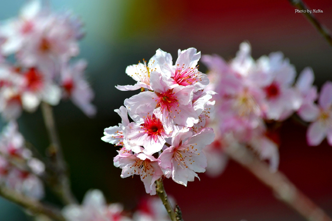 Blossom