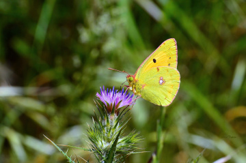 MİNİ MİNİ YAŞAMLAR (065) ...........