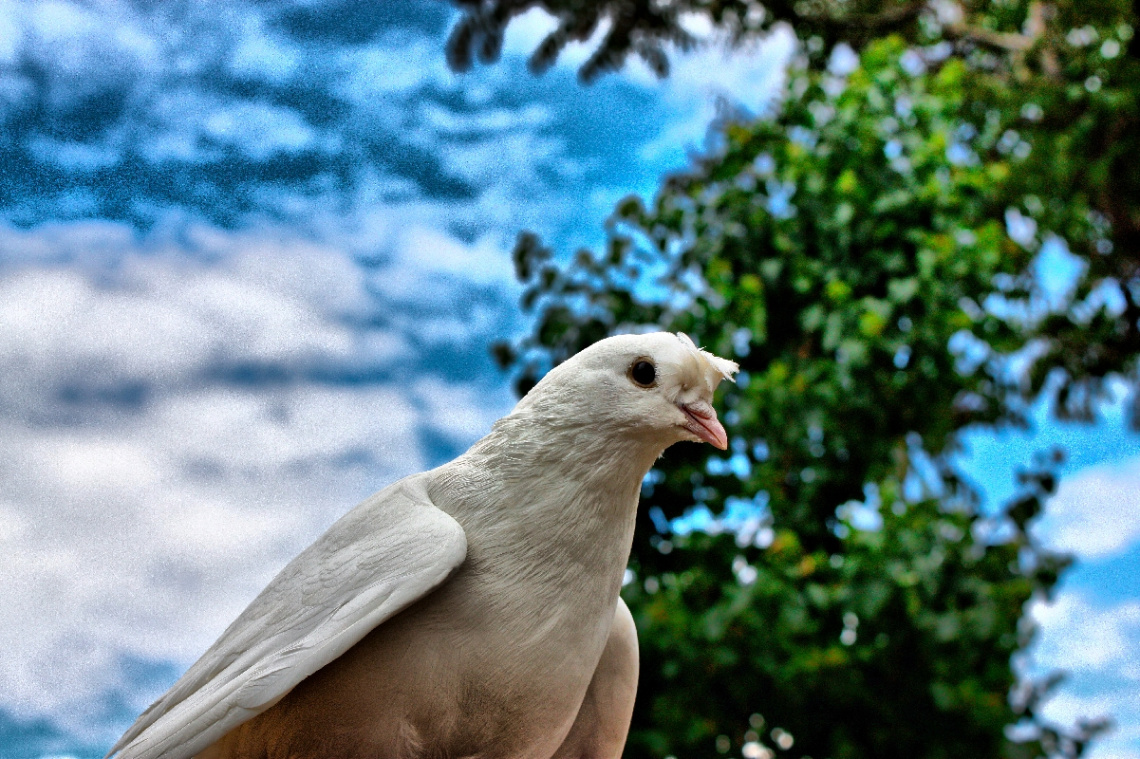 bird
