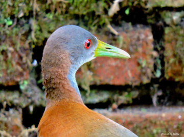 Aramides saracura