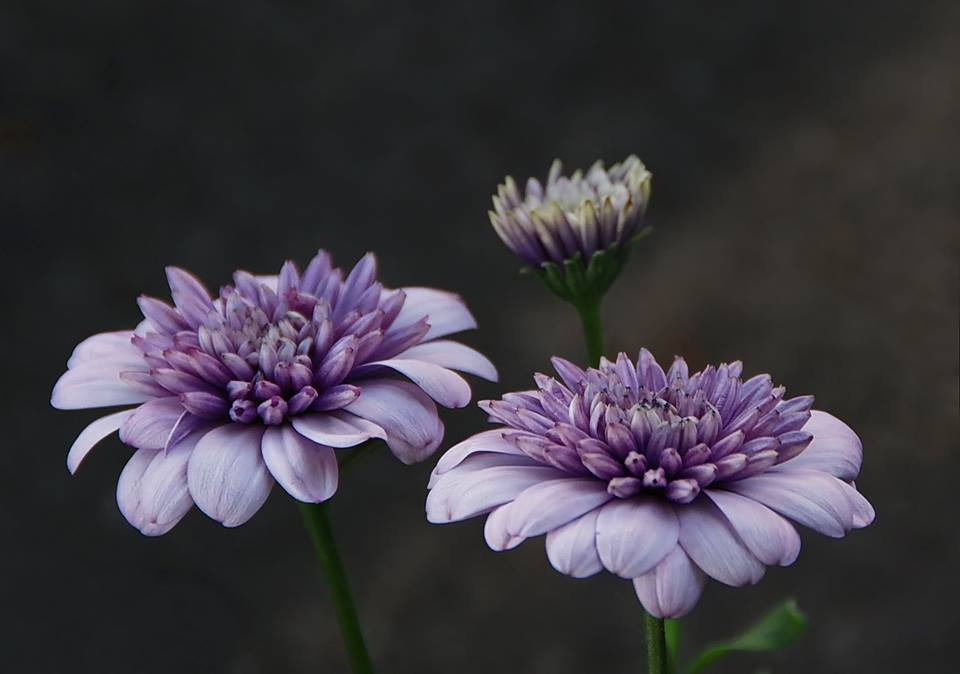 Tenderness
