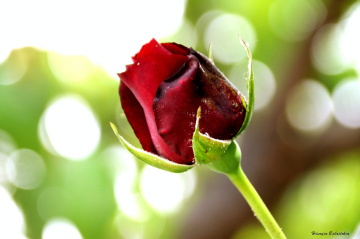 Red Rose
