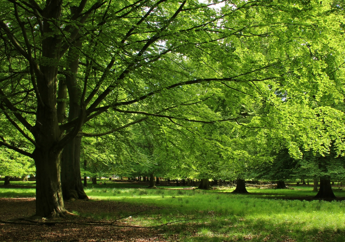The Beech Forest