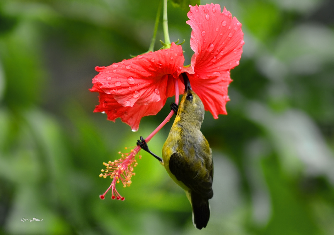 Sucking nectar