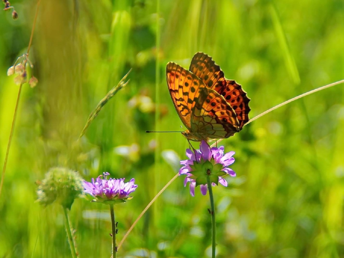 On the meadow