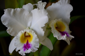 White orchid