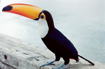 Tucano