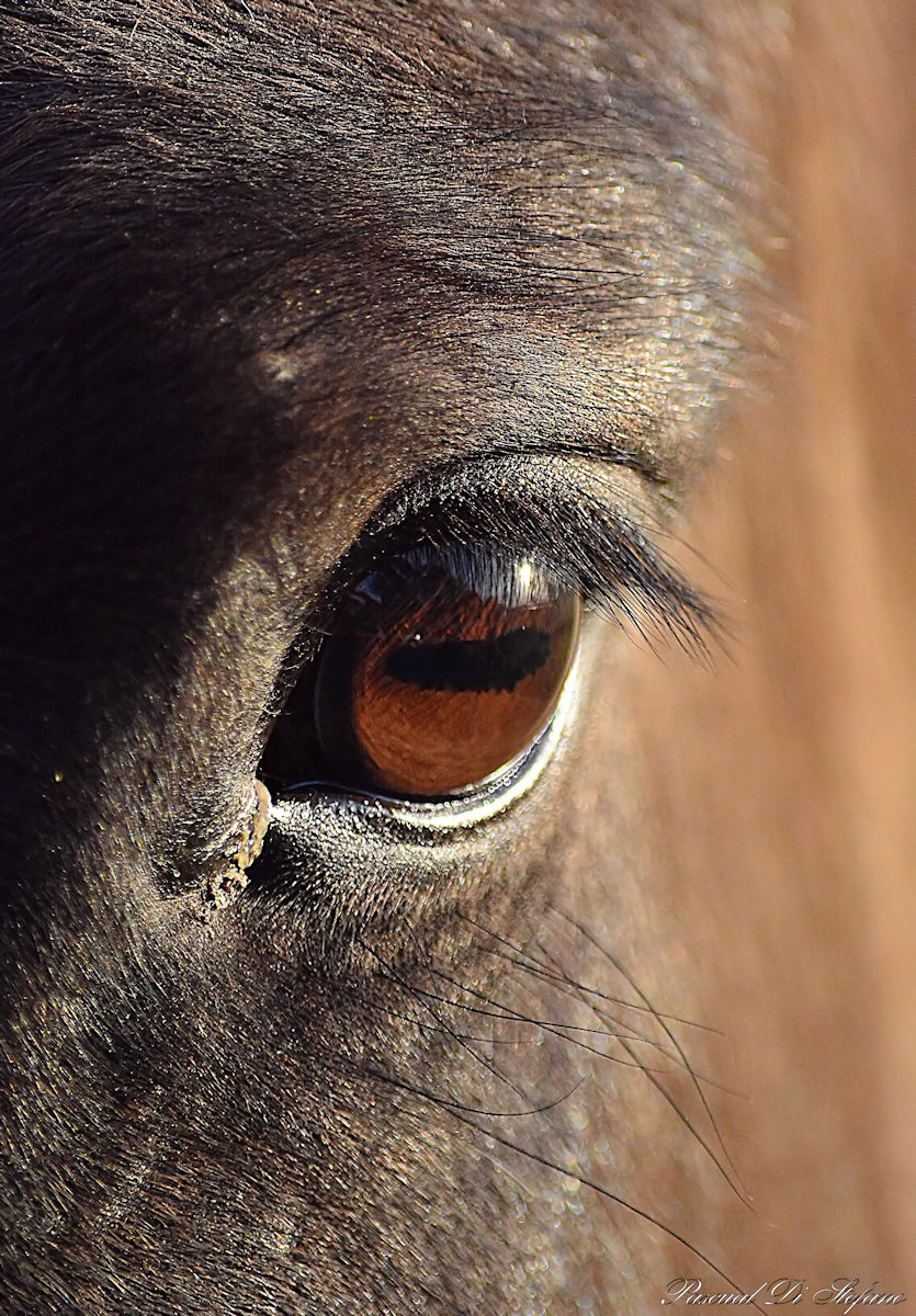 Horse Eye