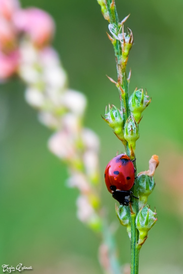 Ladybug