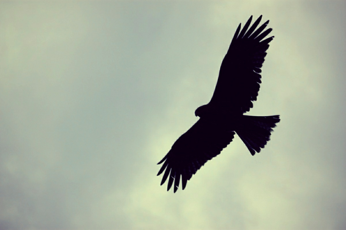 Spread wings