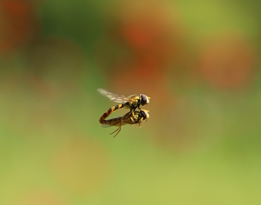 love flight