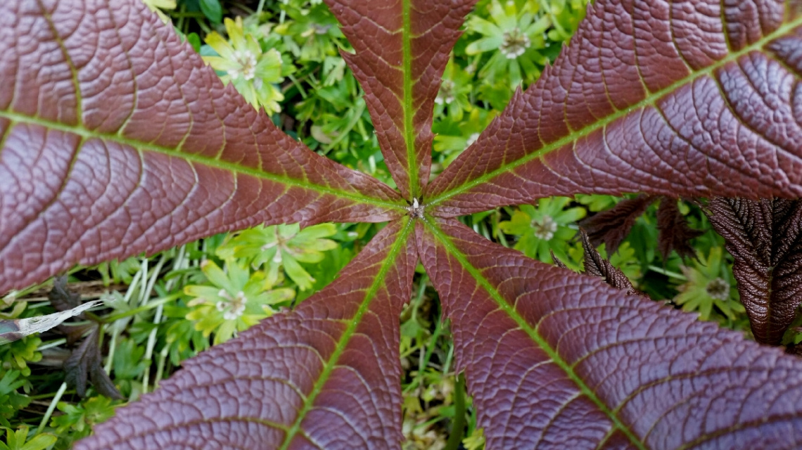 Leaves....