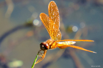 Gold dragonfly