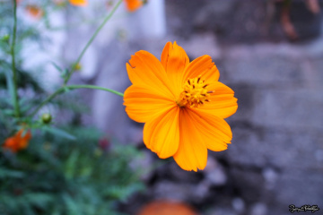 Masumiyet