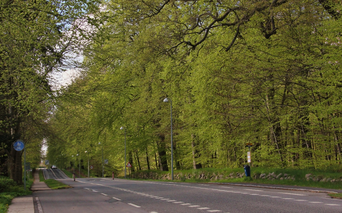 The Beech Forest