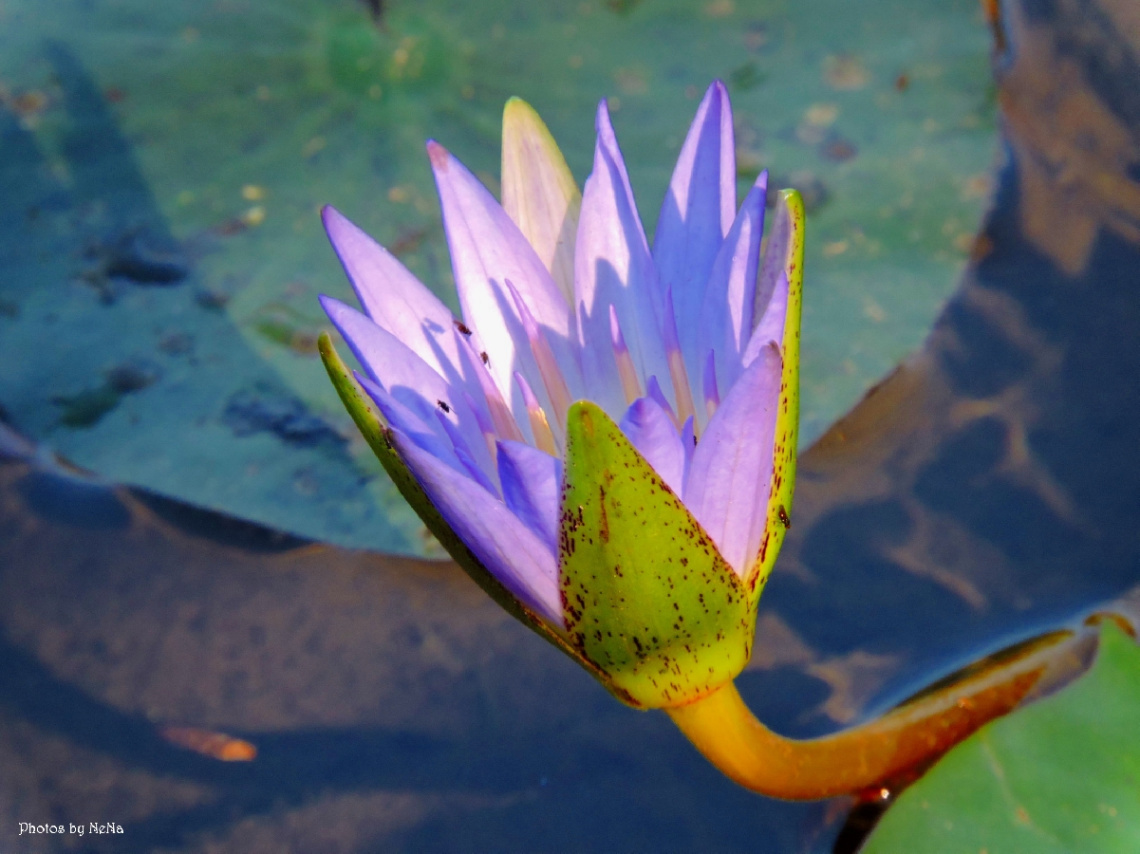 Nymphaea nouchali