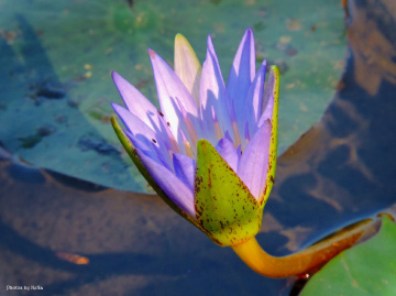 Nymphaea nouchali