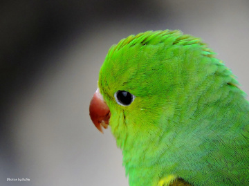 Green feather