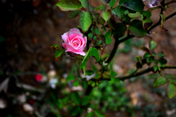 Pembe Gül