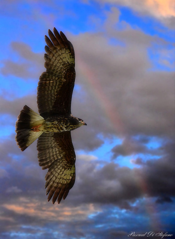 Flying to the rainbow