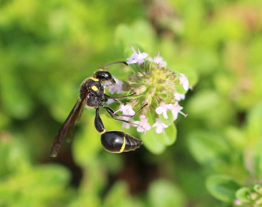 narrow blest bee