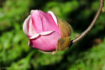 Opening