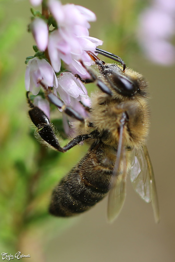 Worker