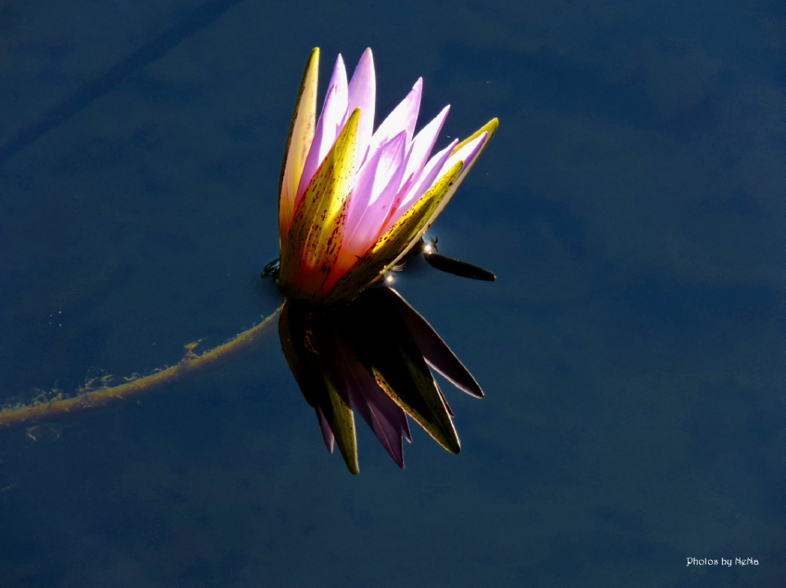 Reflection