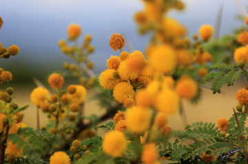 Mimoza