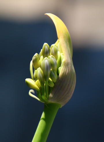 Agapanthus bud
