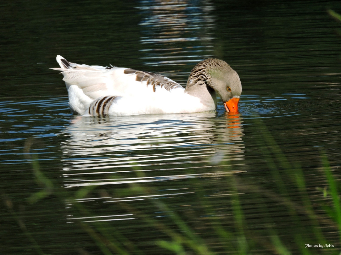 Gentleness