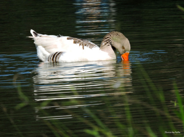 Gentleness