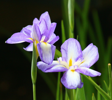 Iris