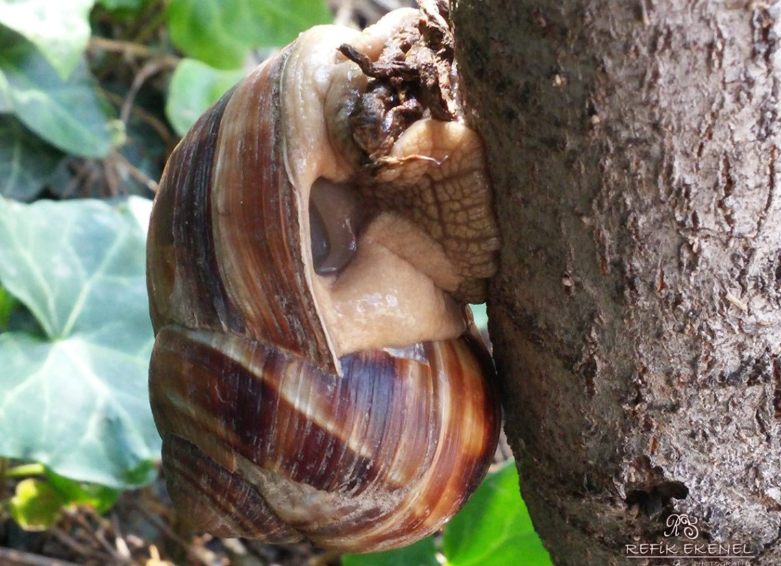 Salyangoz
