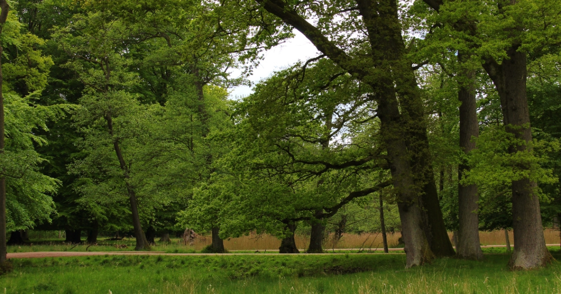 The Beech Forest