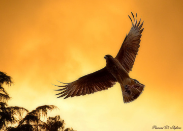 Last flight at sunset