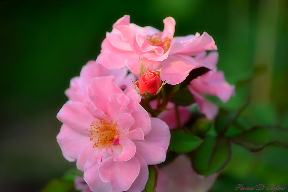 Little rose