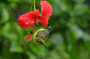 Pose Sunbird