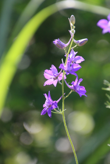 lightpurple