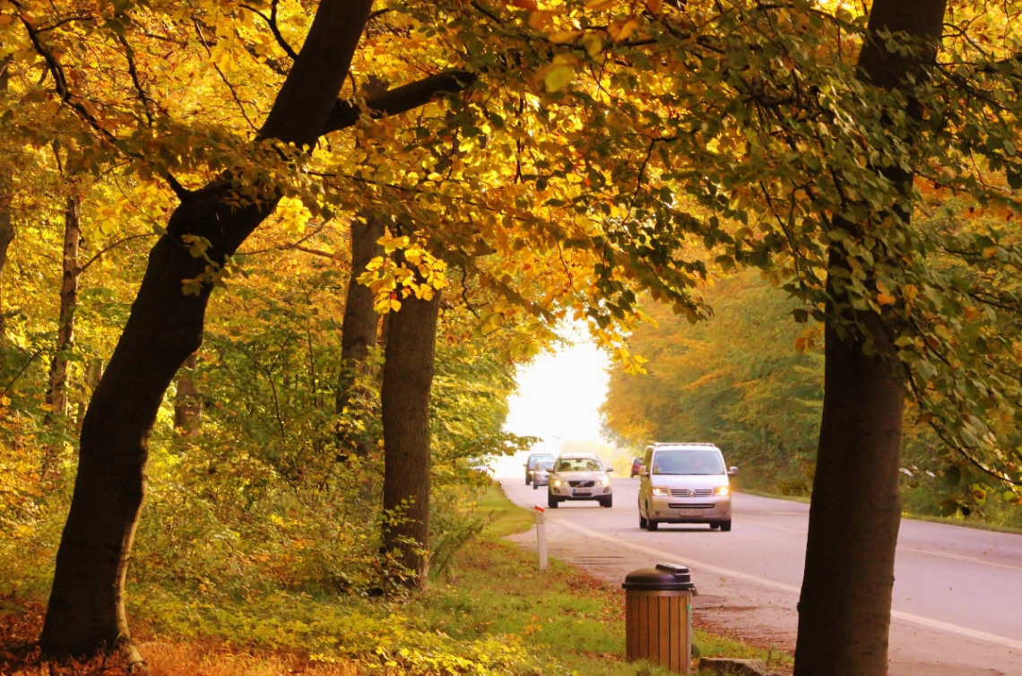 An Autumn
