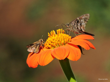 Two mini moth