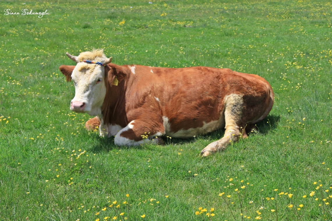 inek ve doğa