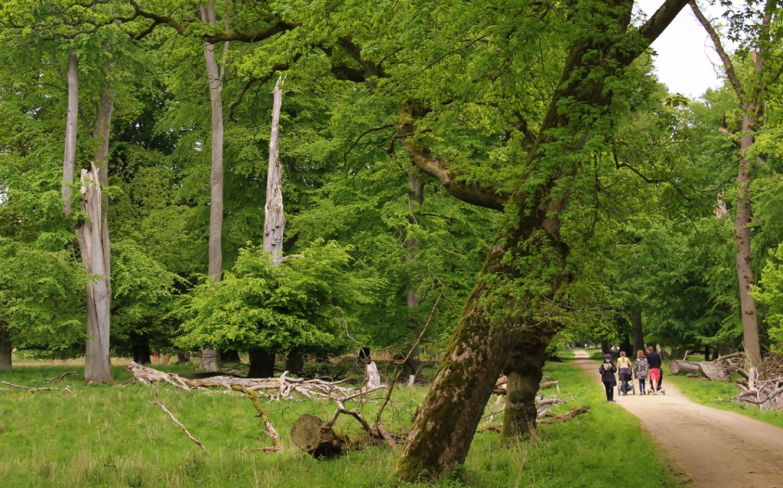A Walk In The Beech Forest
