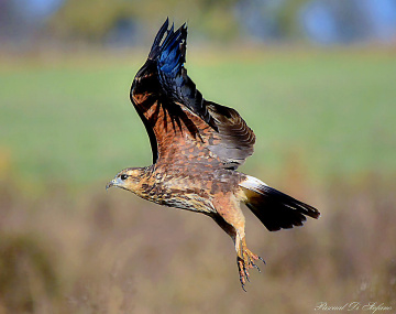 Little Hawk
