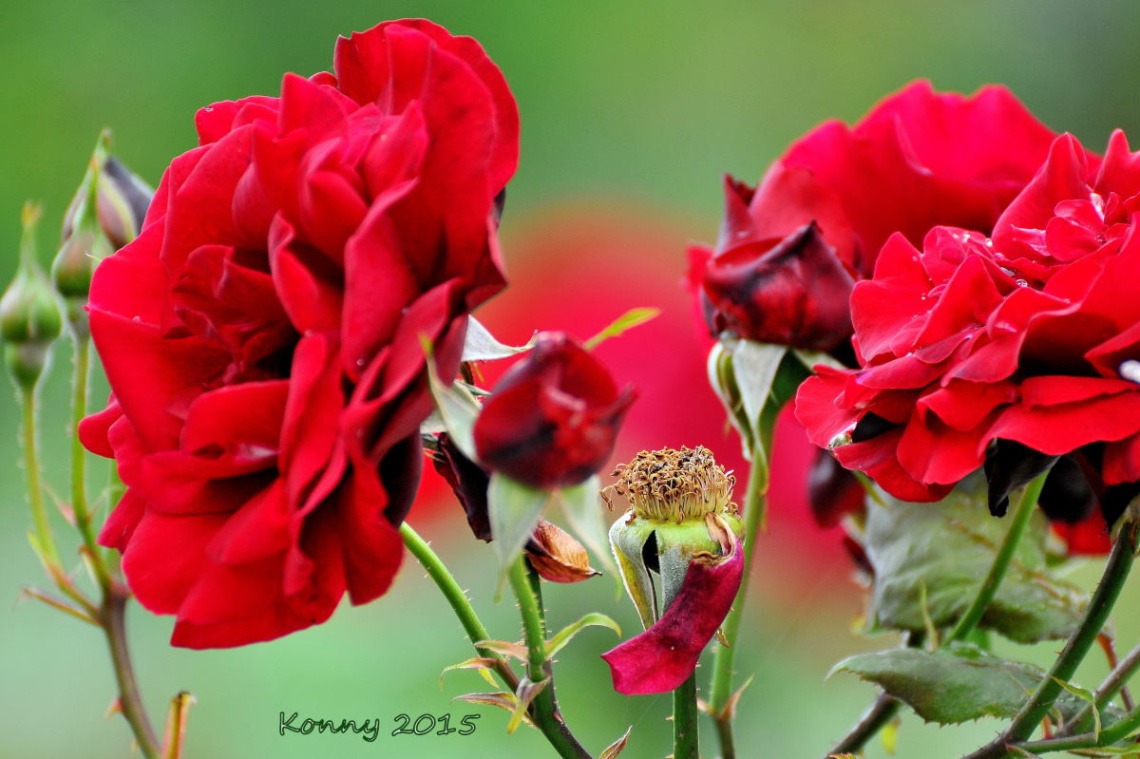 red roses 