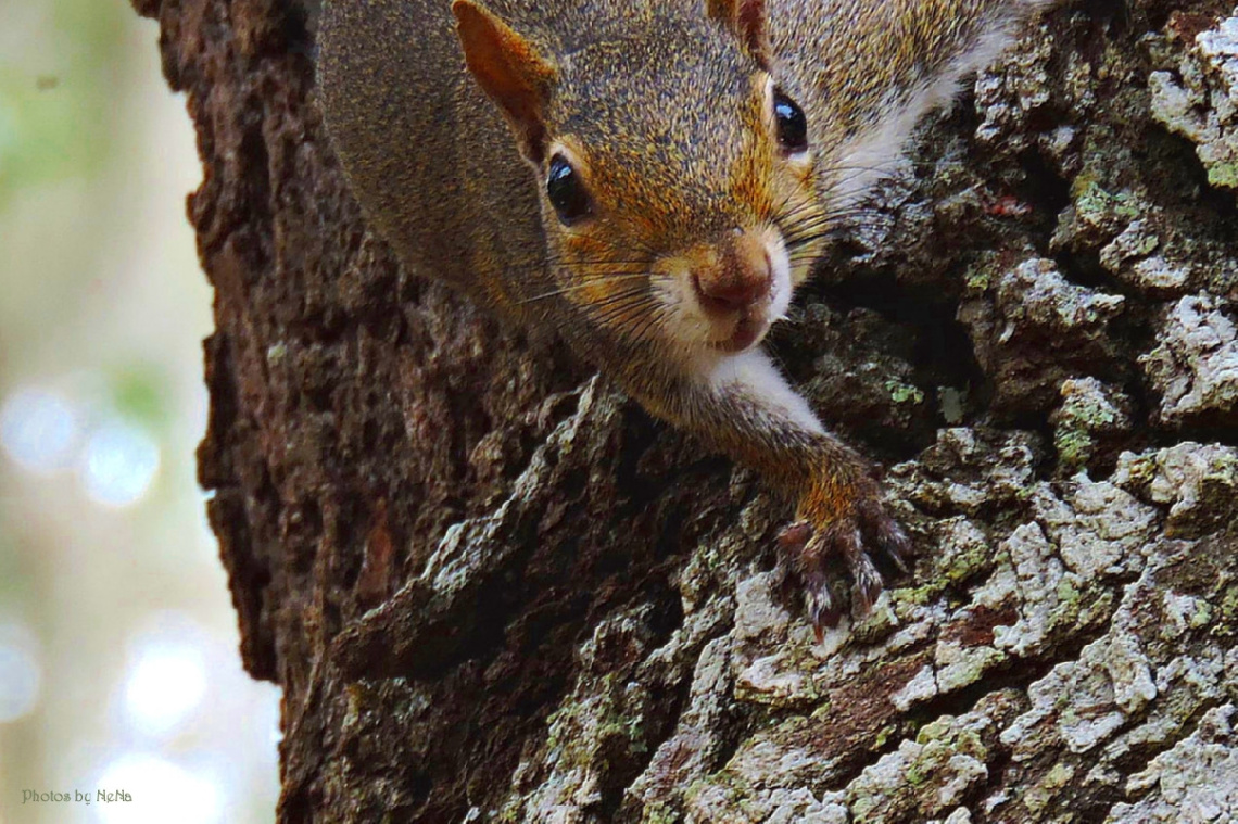 The curious one