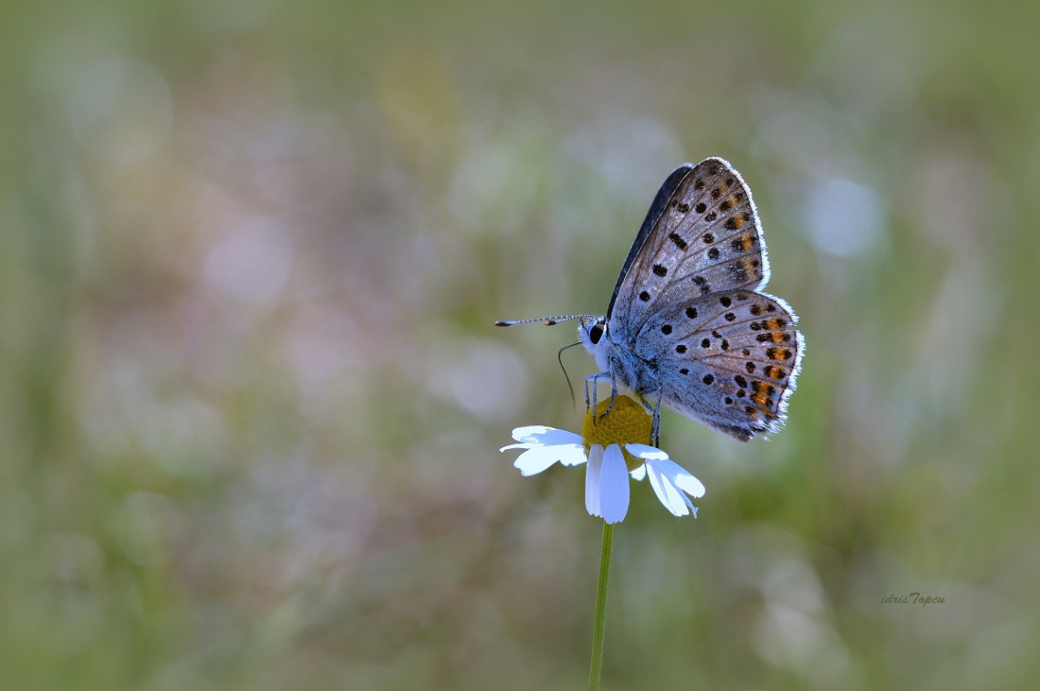 MİNİ MİNİ YAŞAMLAR (081) ...........