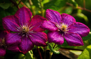 Pink Clematis