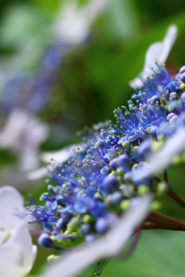 Hydrangea
