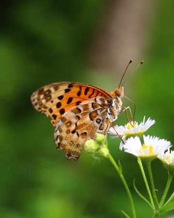 orange butterfly